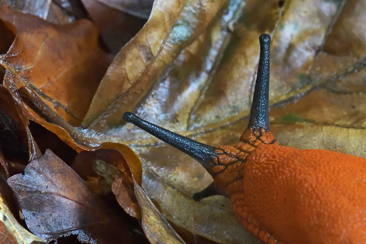 Spanish Slug (Arion vulgaris) (3)