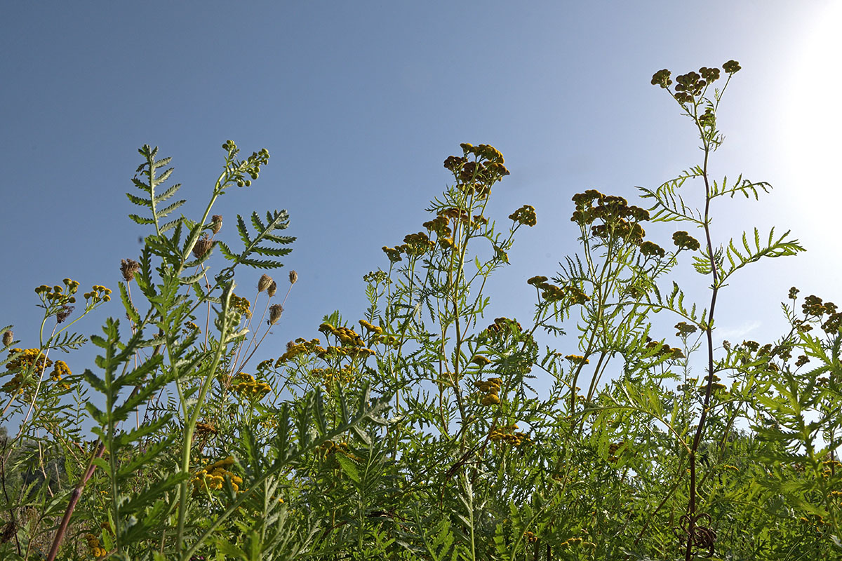 Summer Meadow (1)