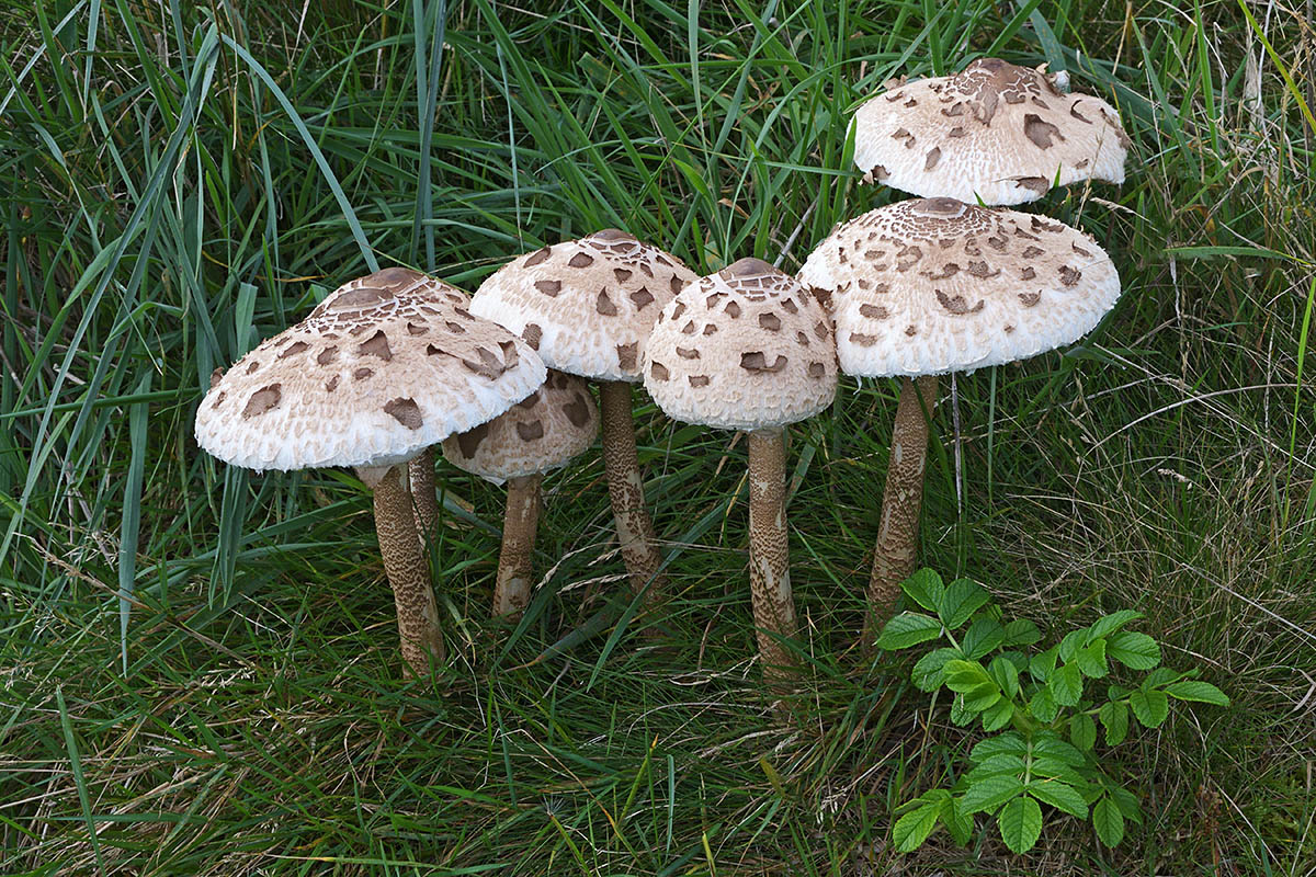 Parasol Mushroom (Macrolepiota procera) (1)