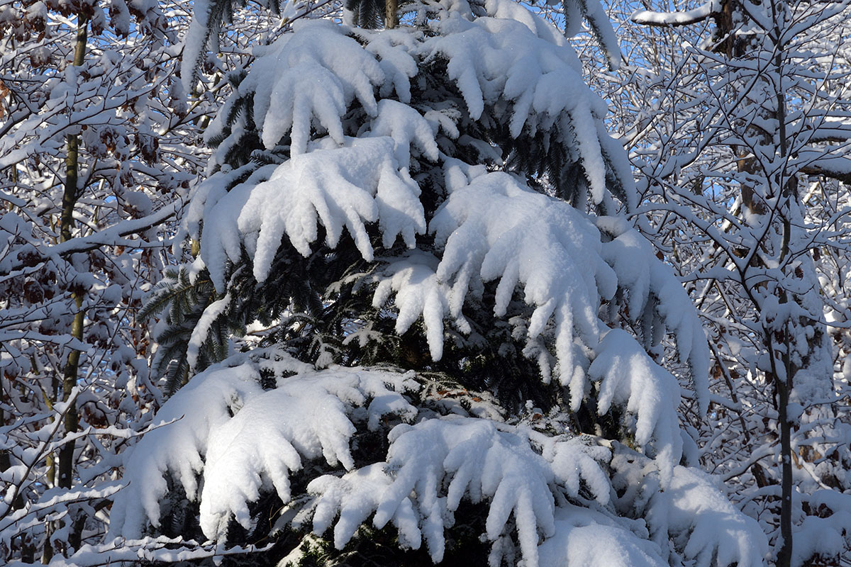 Snow Hike in the Swiss Jura Mountains (21)