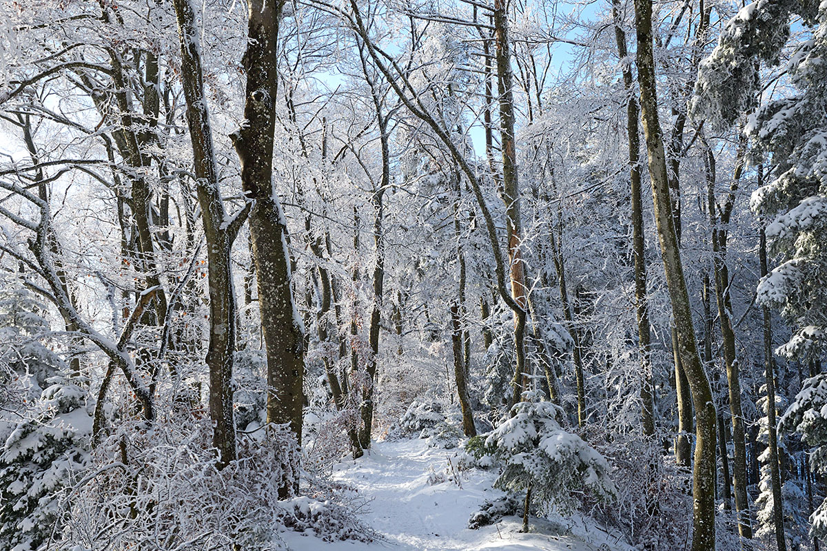 Snow Hike in the Swiss Jura Mountains (23)