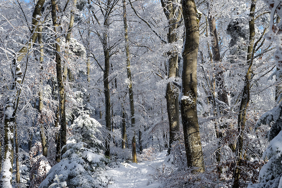 Snow Hike in the Swiss Jura Mountains (24)