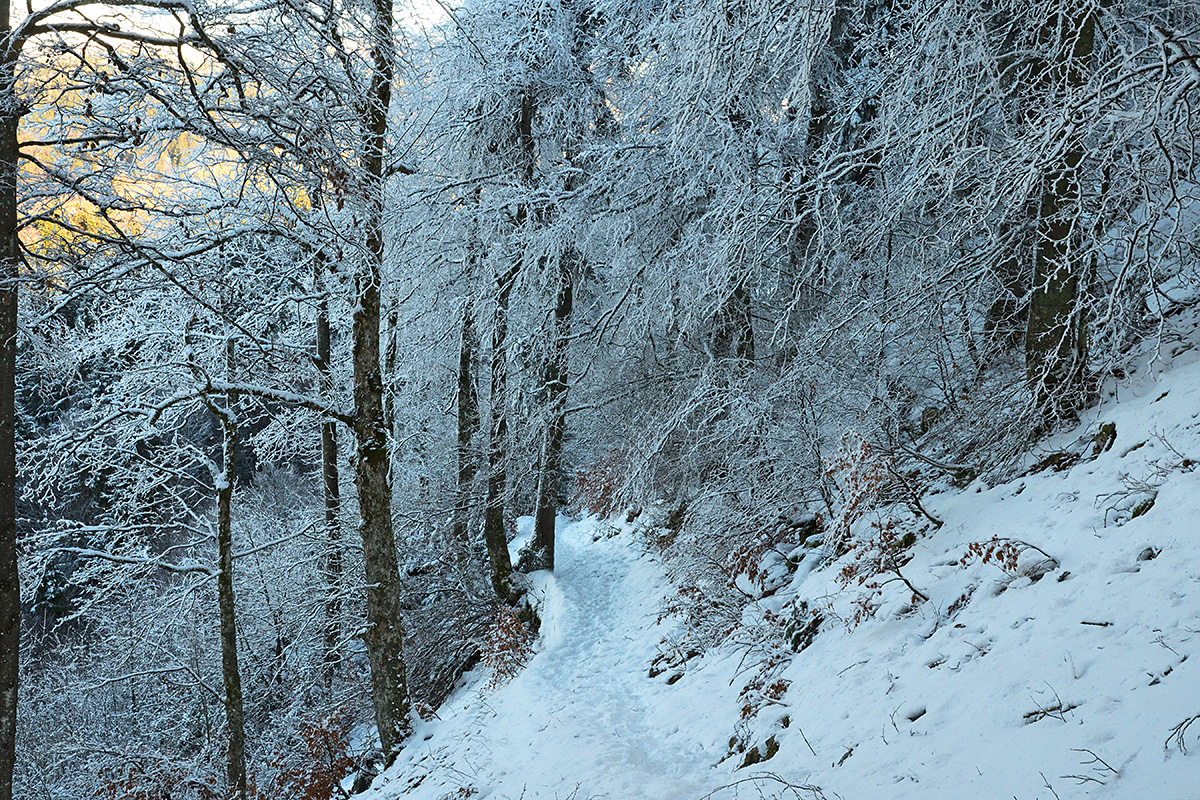 At the Fog Line in the Swiss Jura (10)