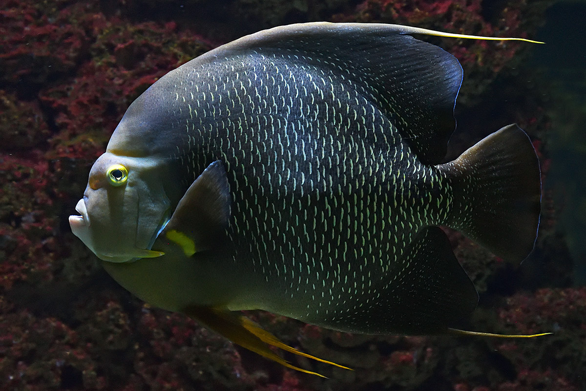 French Angelfish (Pomacanthus paru) (1)