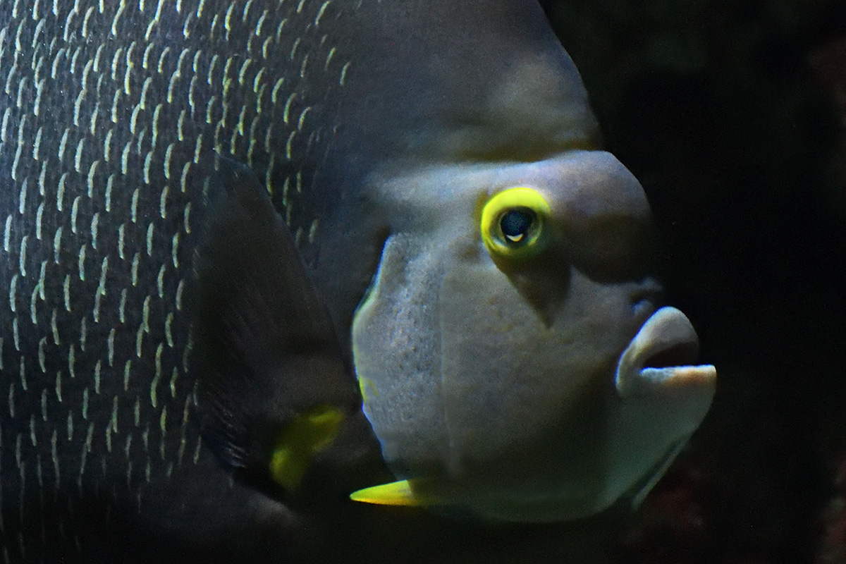 French Angelfish (Pomacanthus paru) (2)