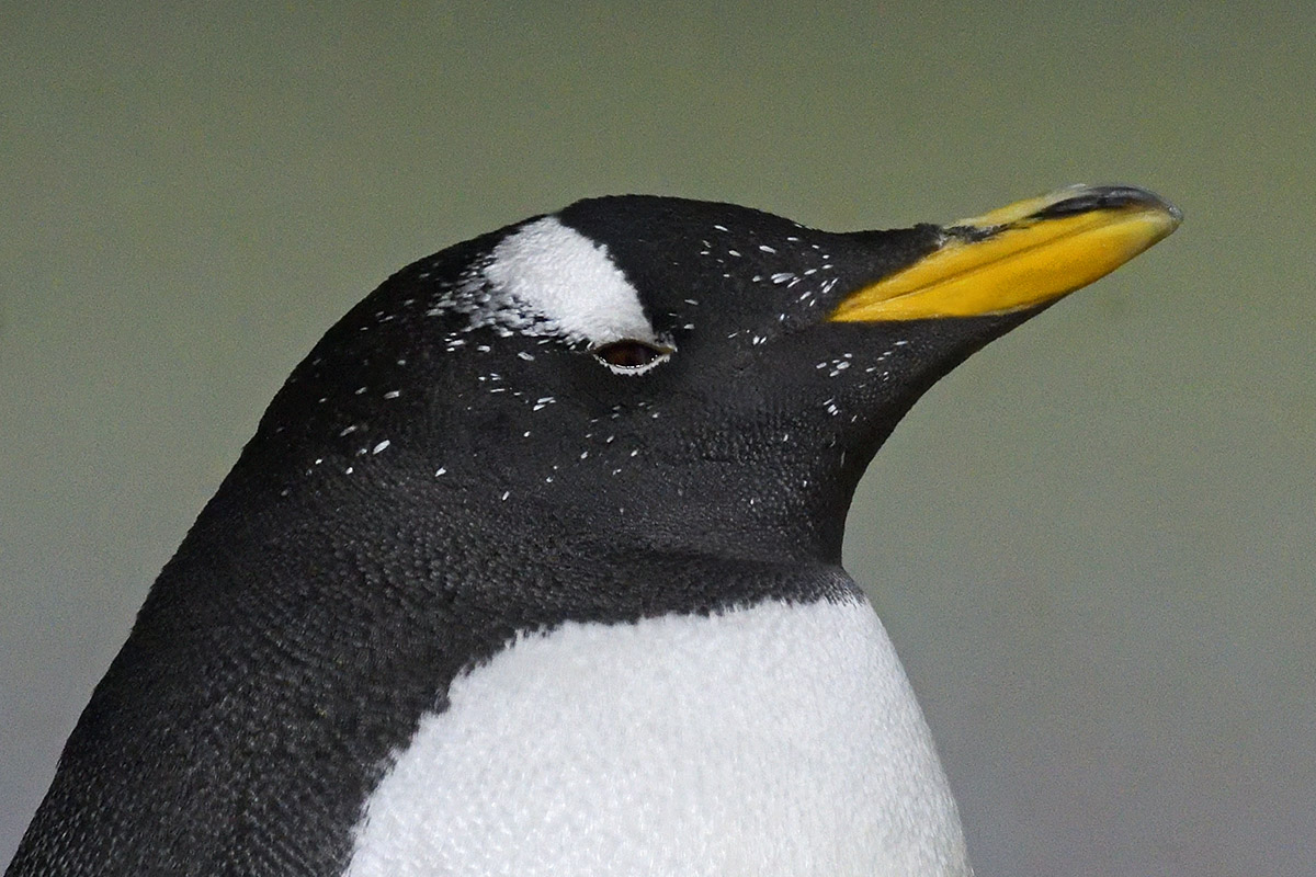 Gentoo Penguin (Pygoscelis papua) (1)