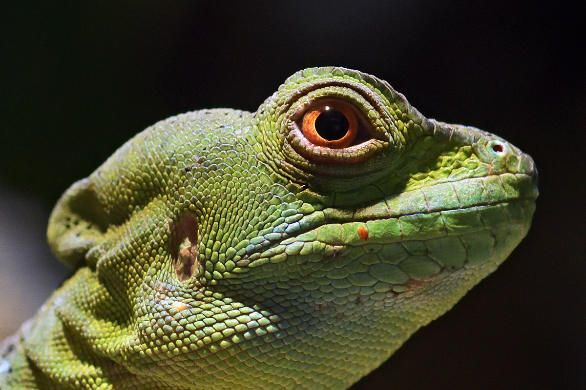 Green Basilisk (Basiliscus plumifrons) (3)