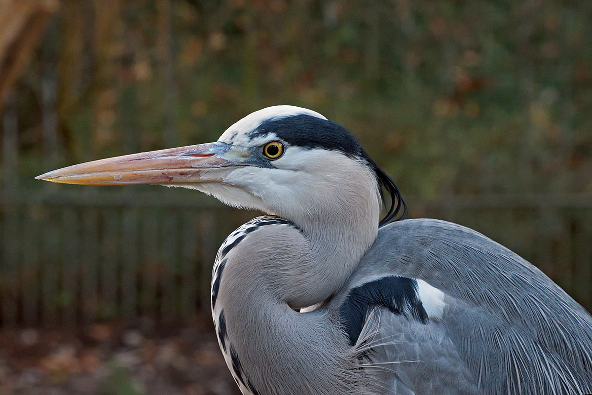 Grey Heron (Ardea cinerea) (3)