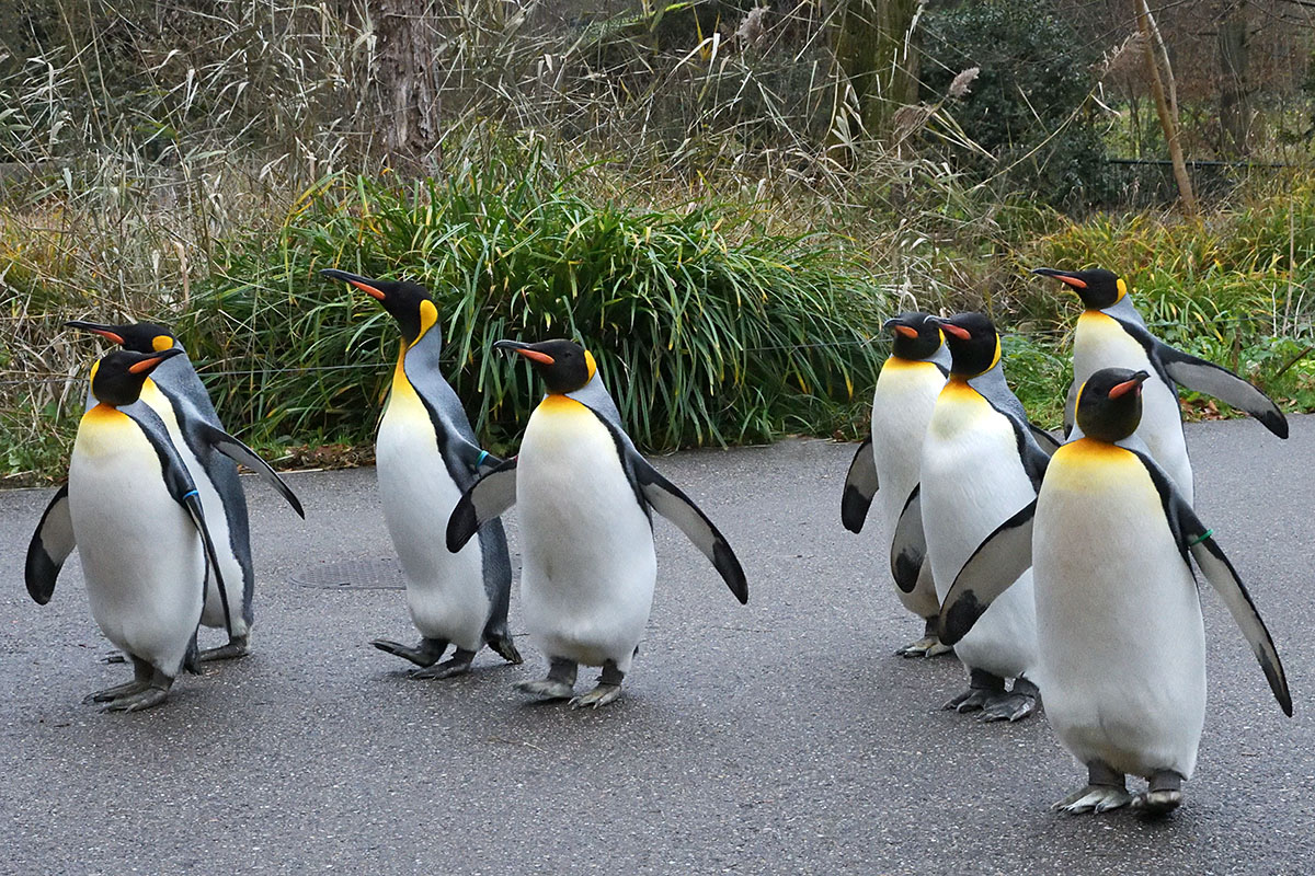 King Penguins (Aptenodytes patagonicus) (3)