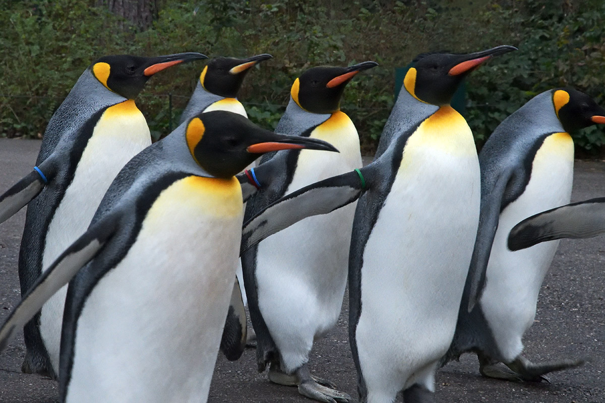 King Penguins (Aptenodytes patagonicus) (4)