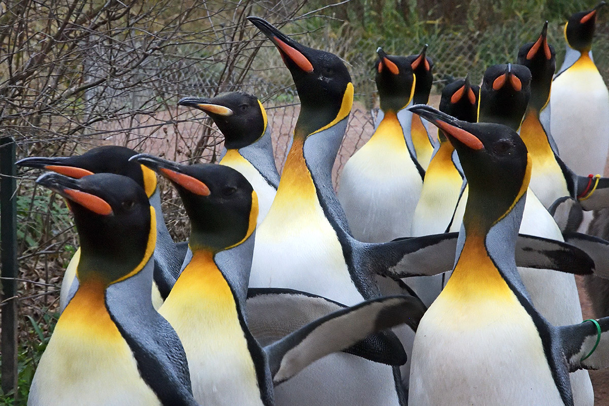 King Penguins (Aptenodytes patagonicus) (5)