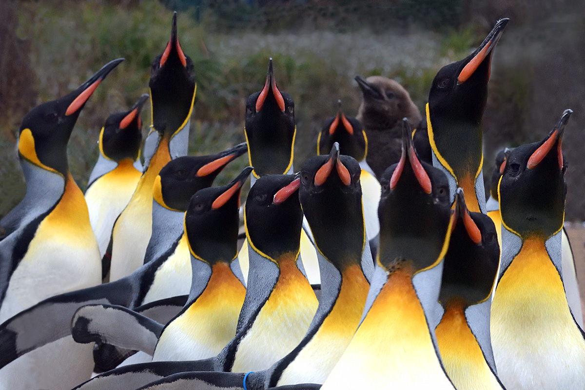 King Penguins (Aptenodytes patagonicus) (6)