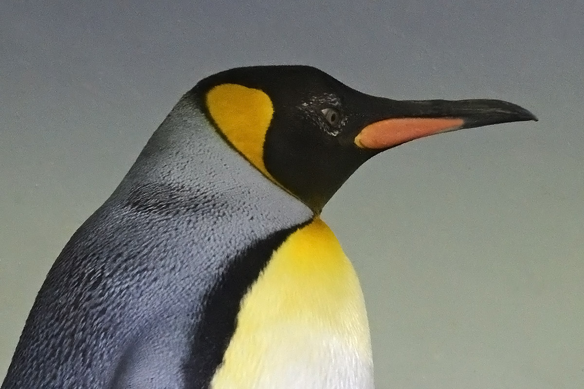 King Penguins (Aptenodytes patagonicus) (7)