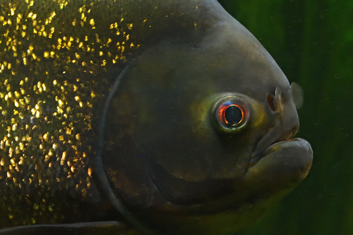 Red Piranha (Pygocentrus nattereri) (1)