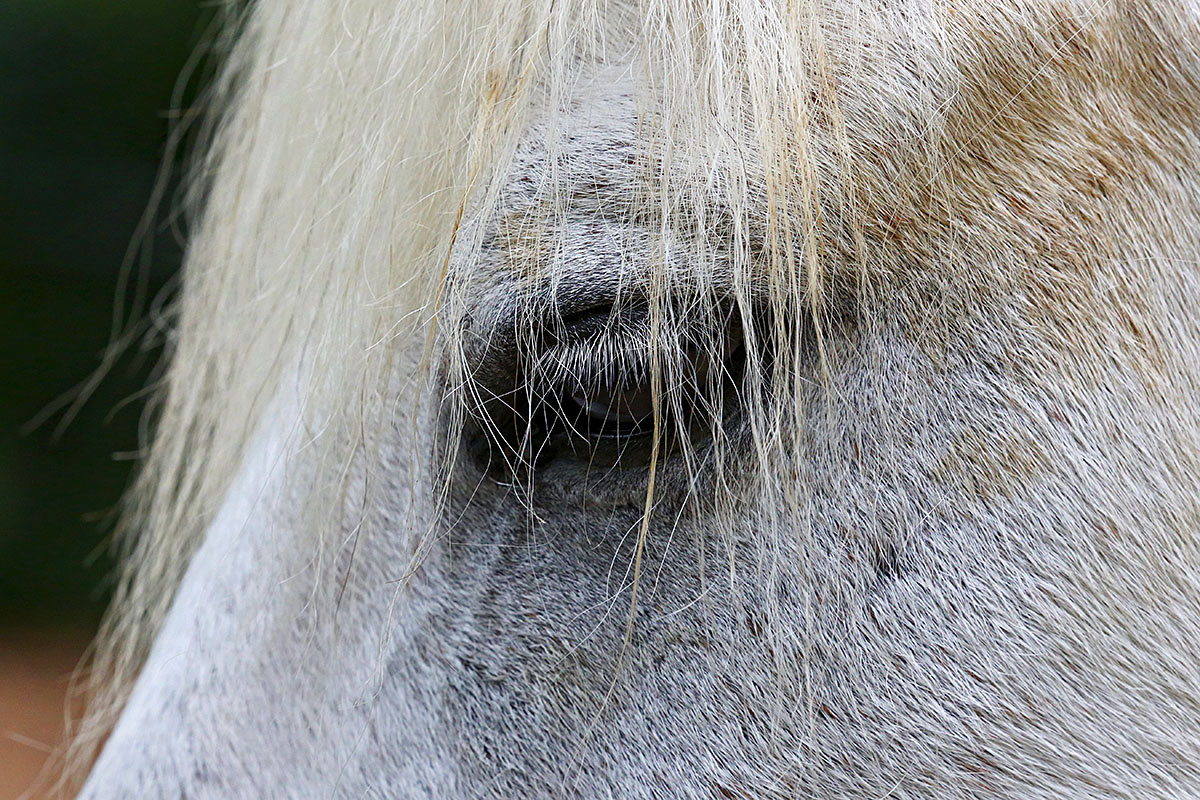 Shetland Pony (2)