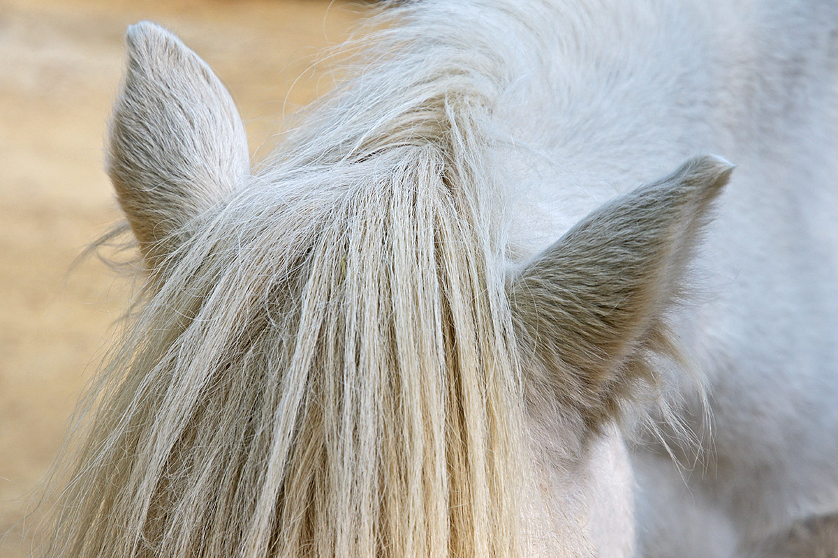 Shetland Pony (3)