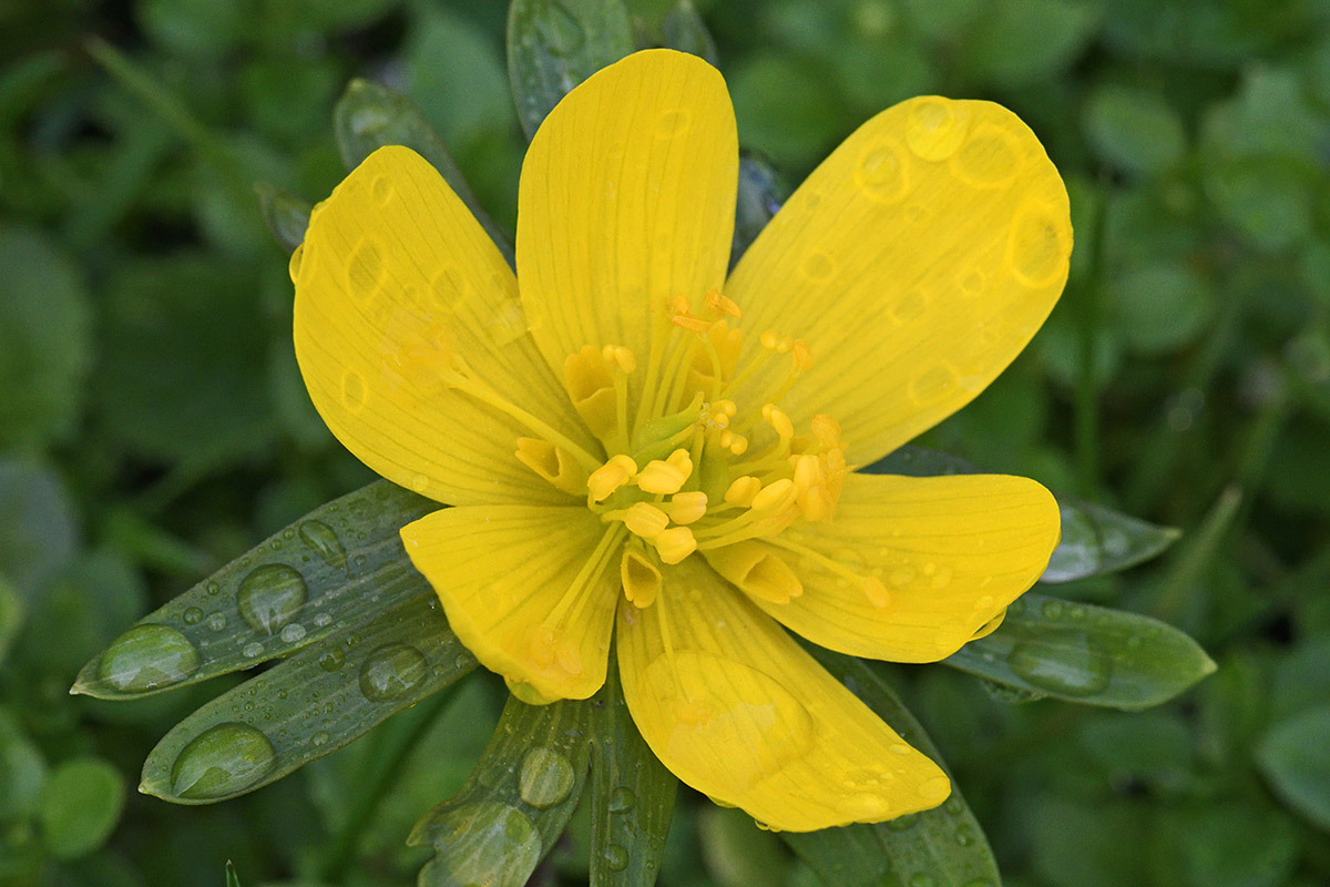 Winter Aconites (Eranthis hyemalis) (10)