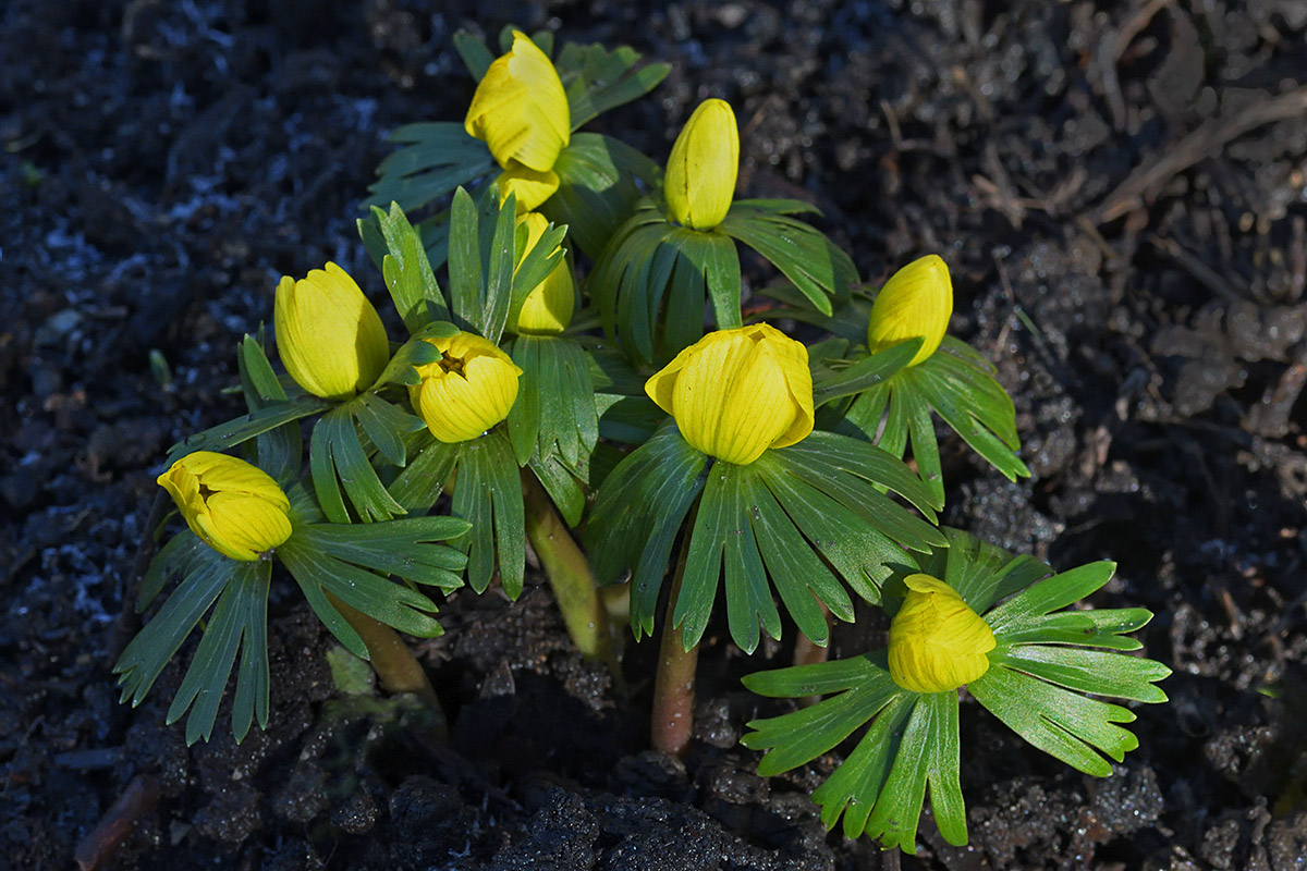 Winter Aconites (Eranthis hyemalis) (9)