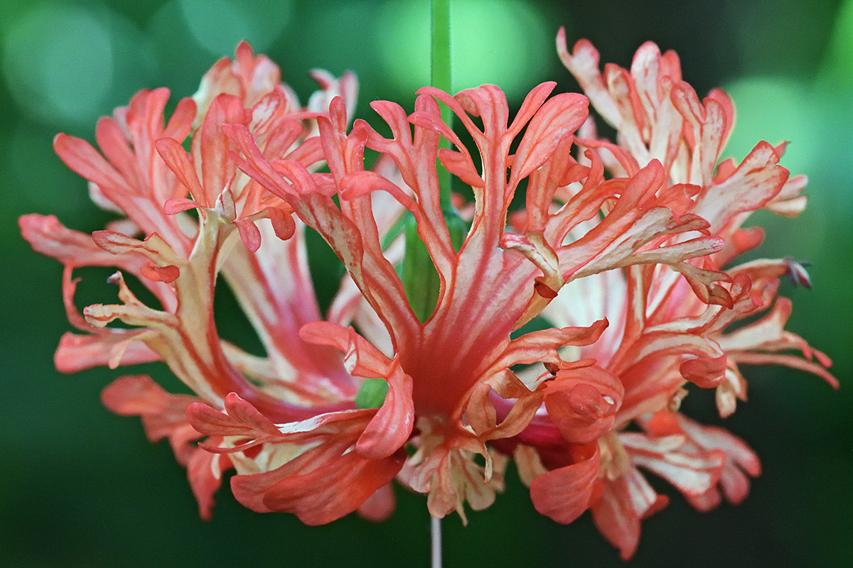 Coral Hibiscus (Hibiscus Schizopetalus) (1)