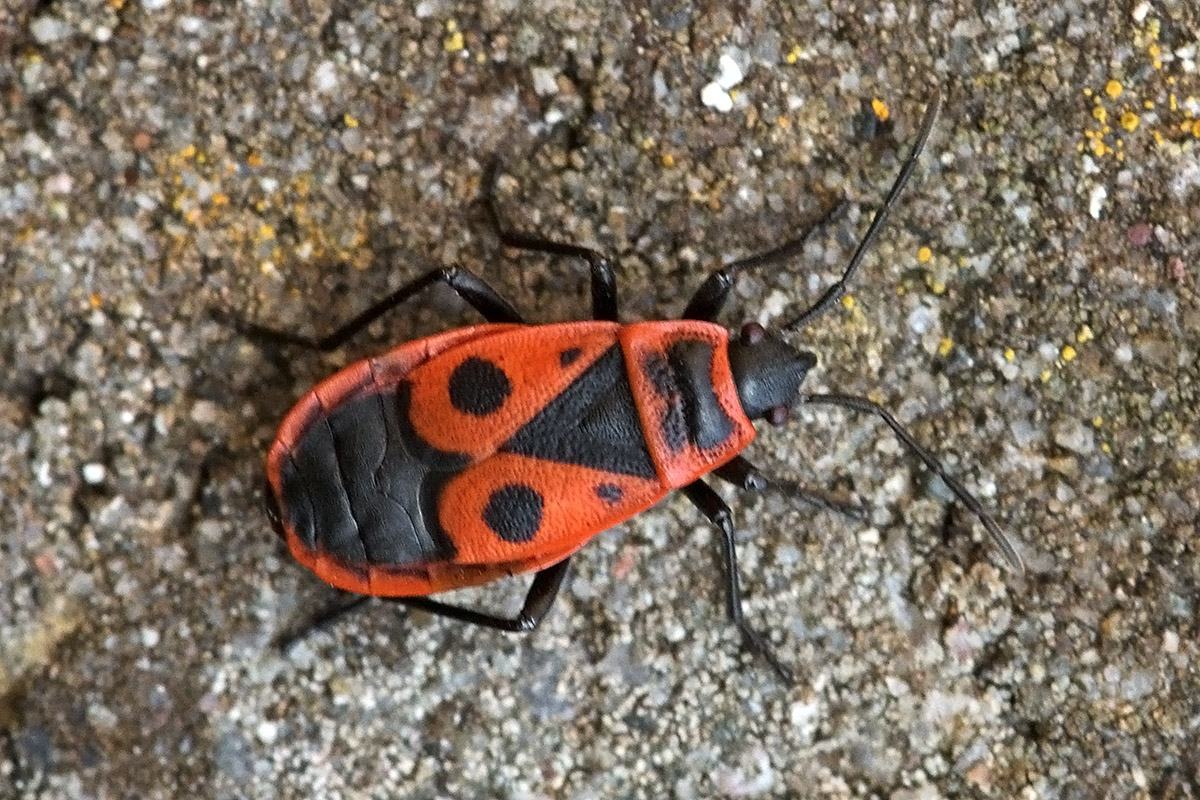 Firebug (Pyrrhocoris apterus) (4)