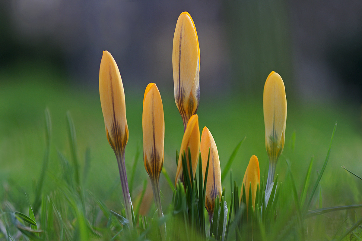 Golden Crocuses (Crocus chrysanthus) (5)