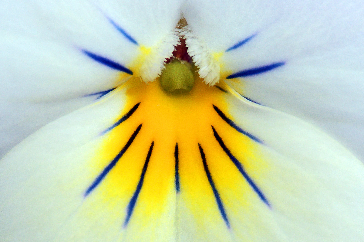 Horned Pansy (Viola cornuta) (3)