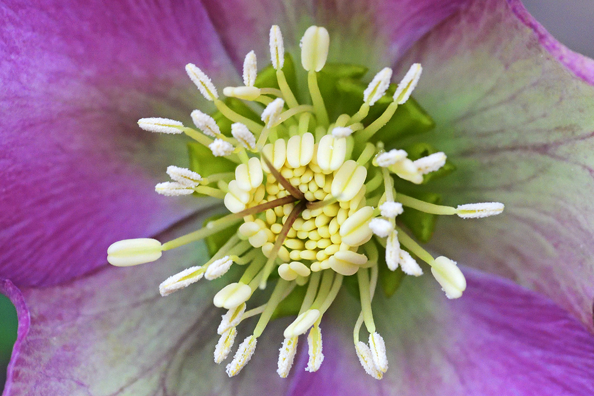 Lenten Rose (Helleborus orientalis) (1)