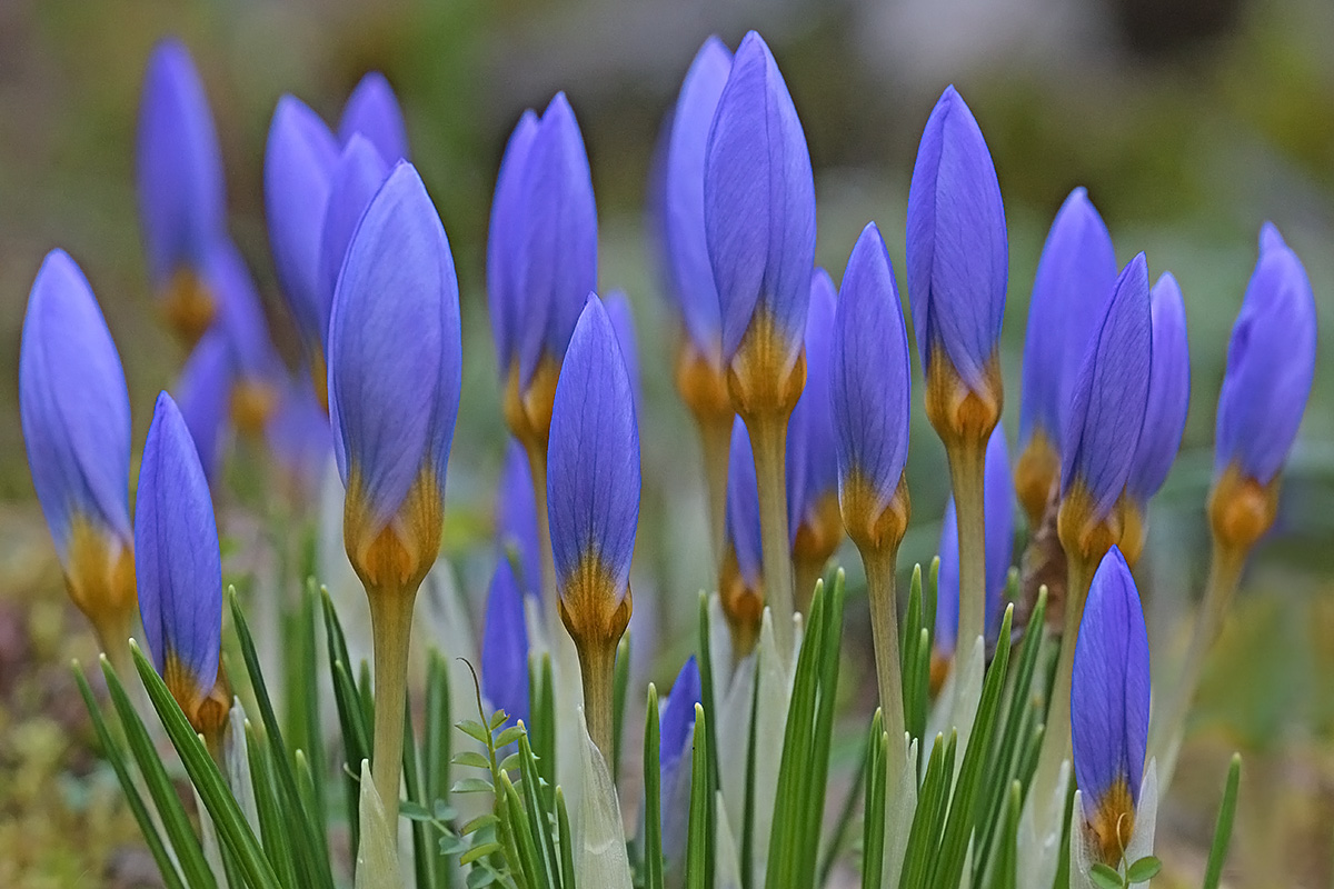 Snow crocuses (Crocus sieberi ssp. atticus) (2)