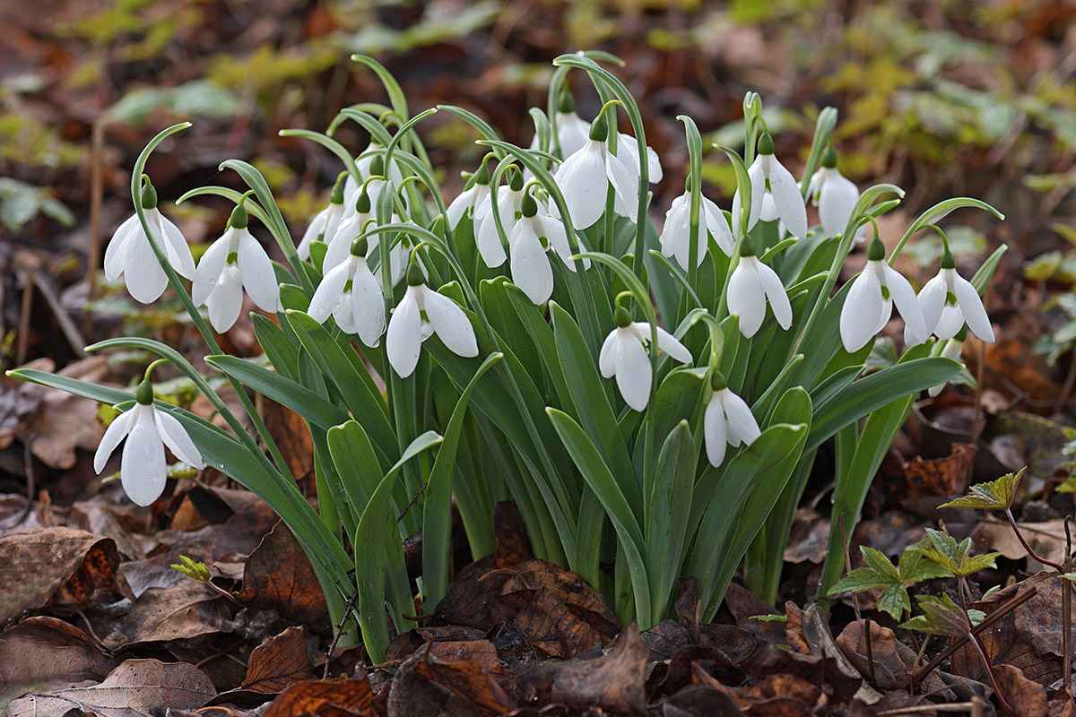 Snowdrops (Galanthus nivalis) (4)