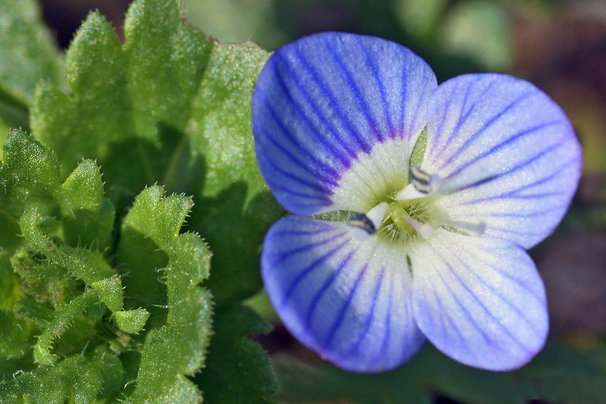 Germander Speedwell (Veronica chamaedrys) (1)