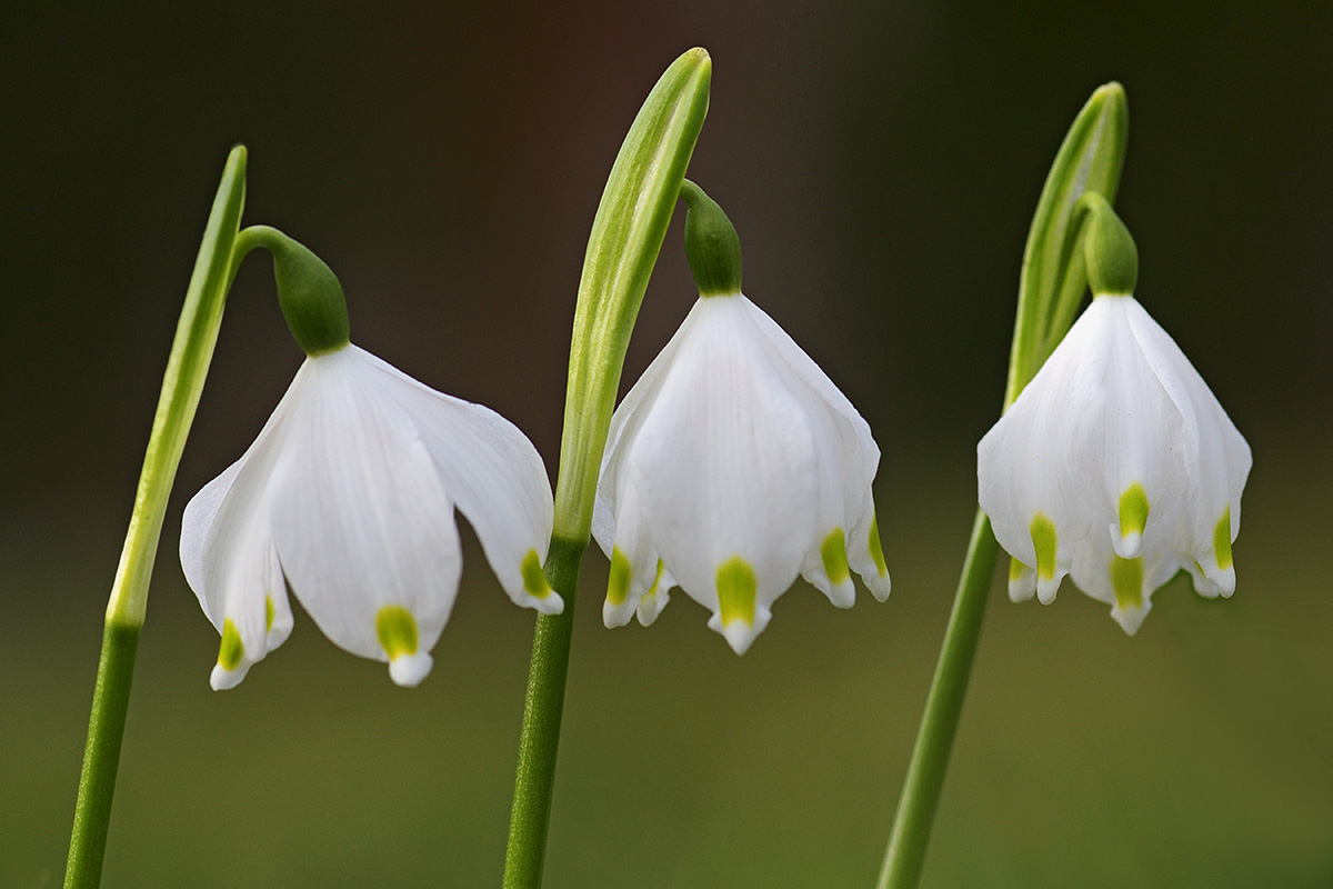 Spring Snowflakes (Leucojum vernum) (1)