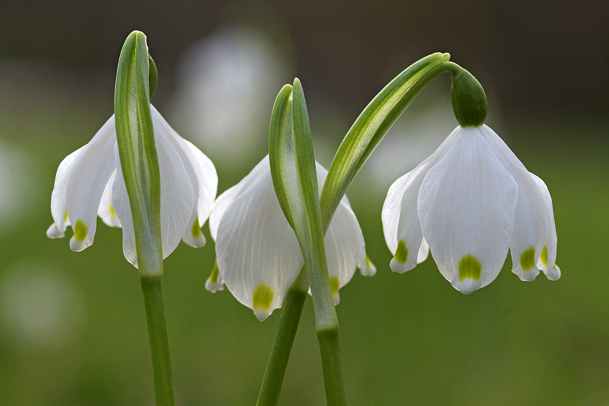 Spring Snowflakes (Leucojum vernum) (2)