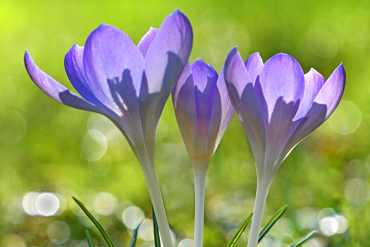 Tommasini’s Crocuses (Crocus tommasinianus) (8)