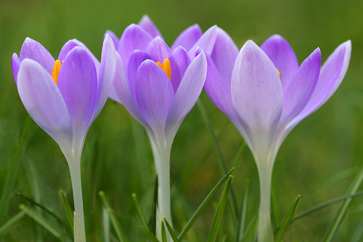 Tommasini’s Crocuses (Crocus tommasinianus) (9)