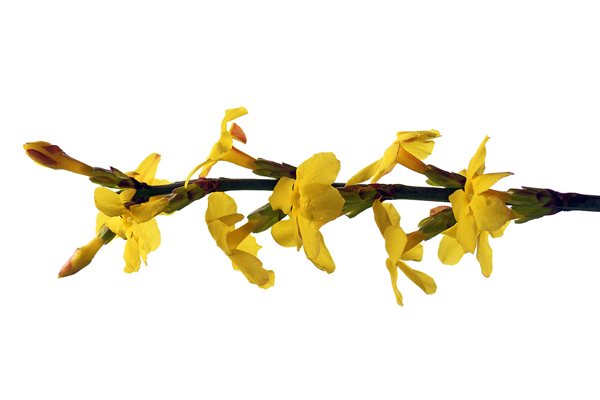 Winter Jasmine (Jasminum nudiflorum) (4)