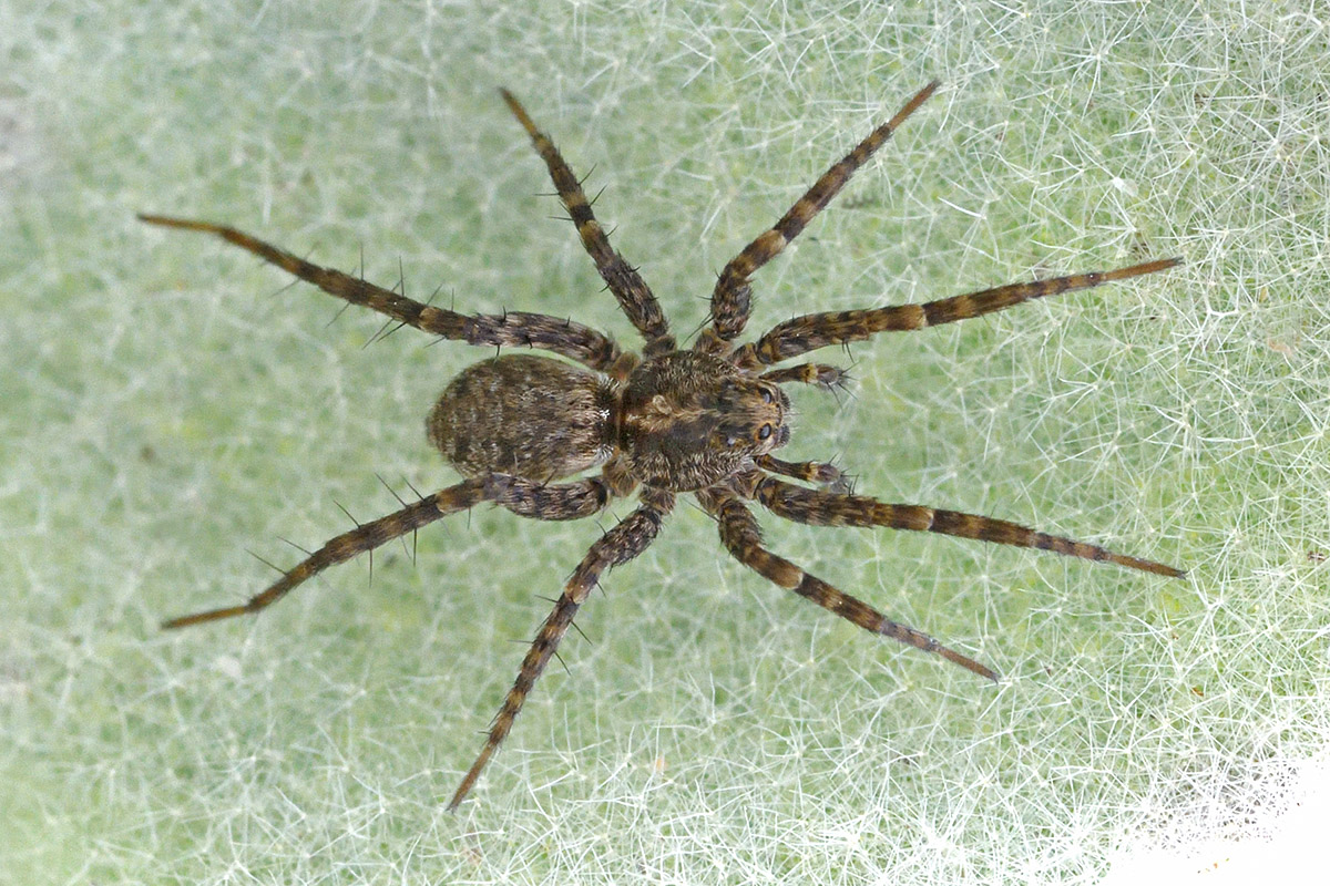 Wolf Spider (1)