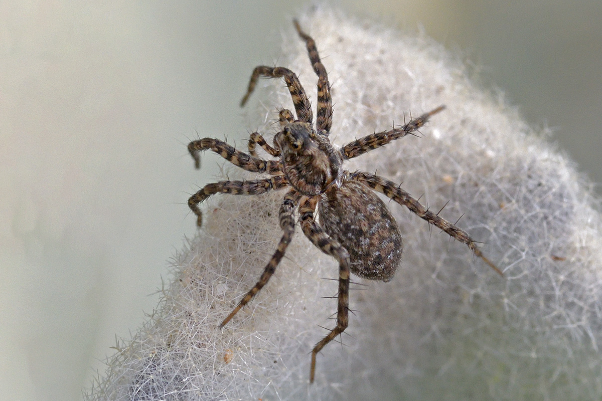 Wolf Spider (2)