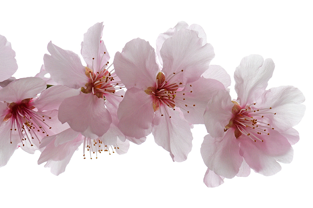 Almond (Prunus dulcis) (1)