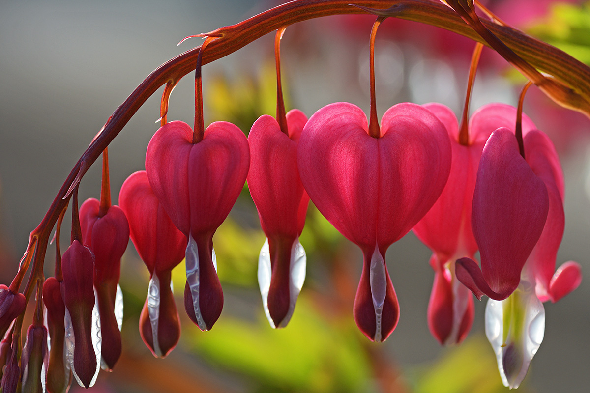 Old-Fashioned Bleeding-Heart (Lamprocapnos spectabilis) (1)