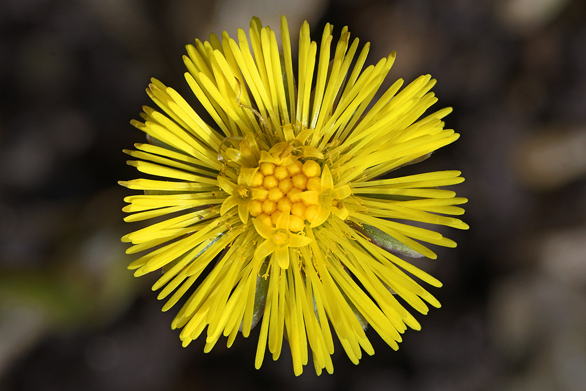 Coltsfoot (Tussilago farfara) (1)