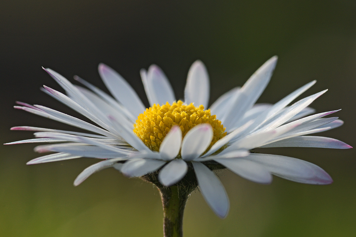 Common Daisy (Bellis perennis) (2)