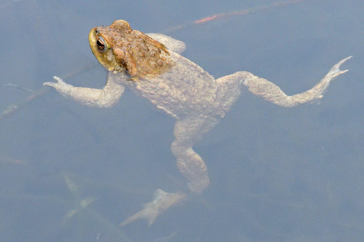 Common Toad (Bufo bufo) (4)