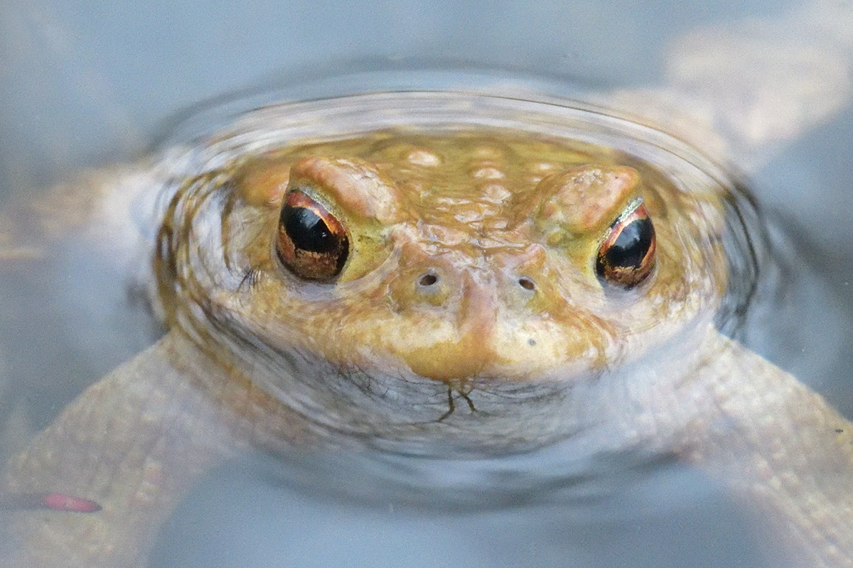 Common Toad (Bufo bufo) (5)