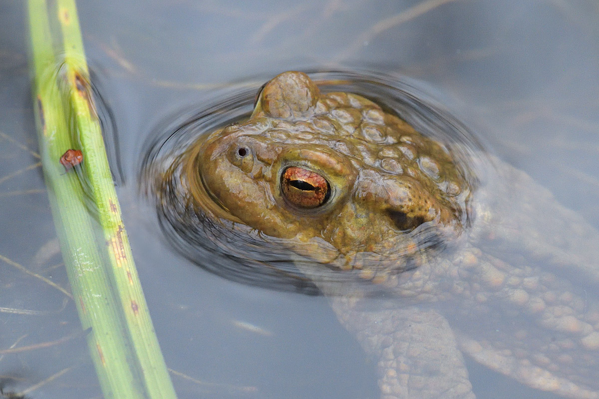 Common Toad (Bufo bufo) (6)