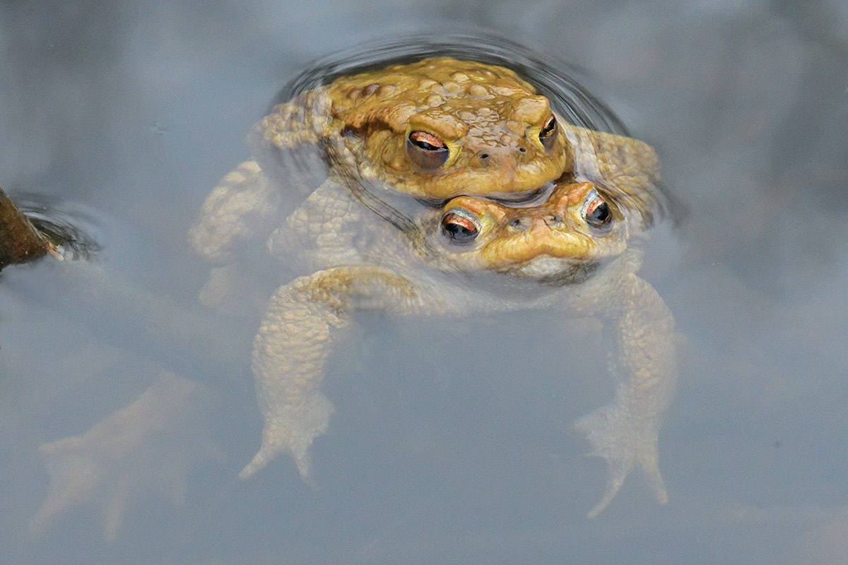 Common Toad (Bufo bufo) (7)