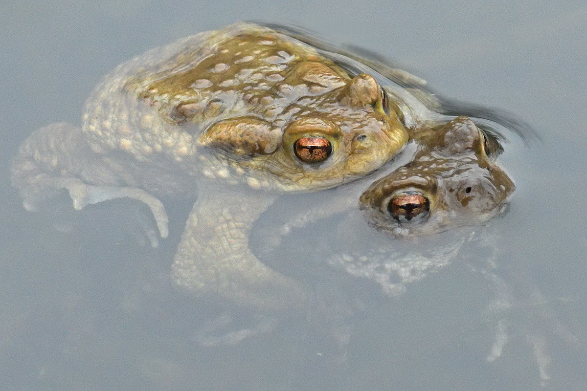 Common Toad (Bufo bufo) (8)