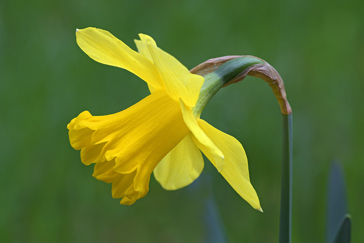 Yellow Trumpet Daffodil (4)