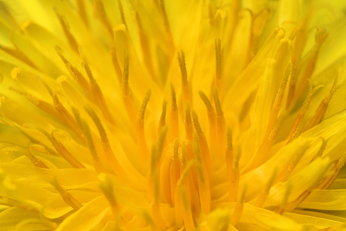 Dandelion (Taraxacum officinale) (3)