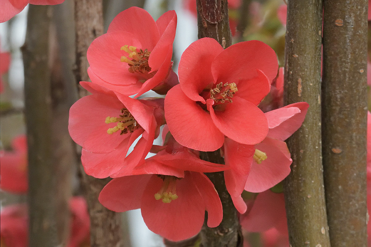 Flowering Quince (Chaenomeles speciosa) (1)