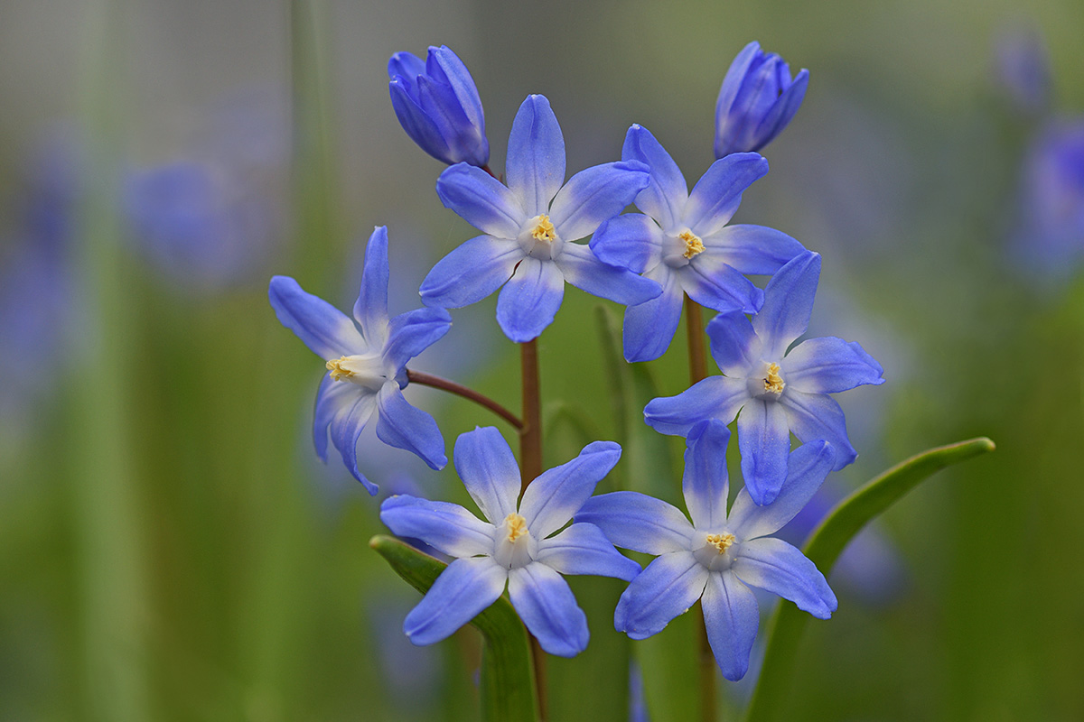 Glory of the Snow (Scilla forbesii) (1)